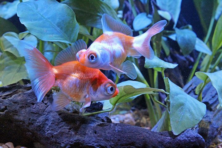 What Are The Smallest Goldfish Species? Types Of Goldfish That Stay Small
